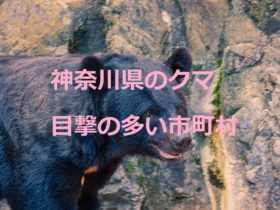 神奈川県のクマ：熊の目撃が多い市町村